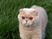 Cat in grass