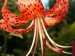 Tiger Lily