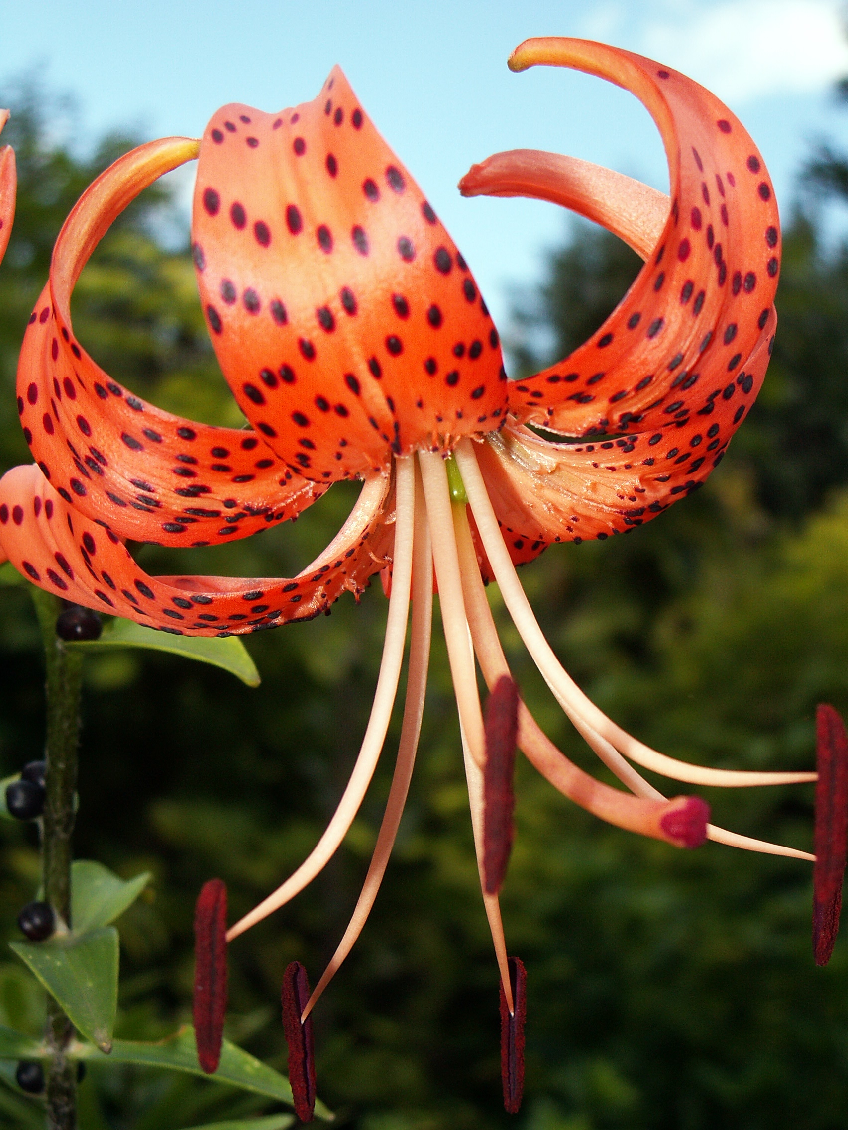 Lilys Site Tiger Lily Flowers