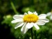 Camomile
