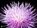 Burdock